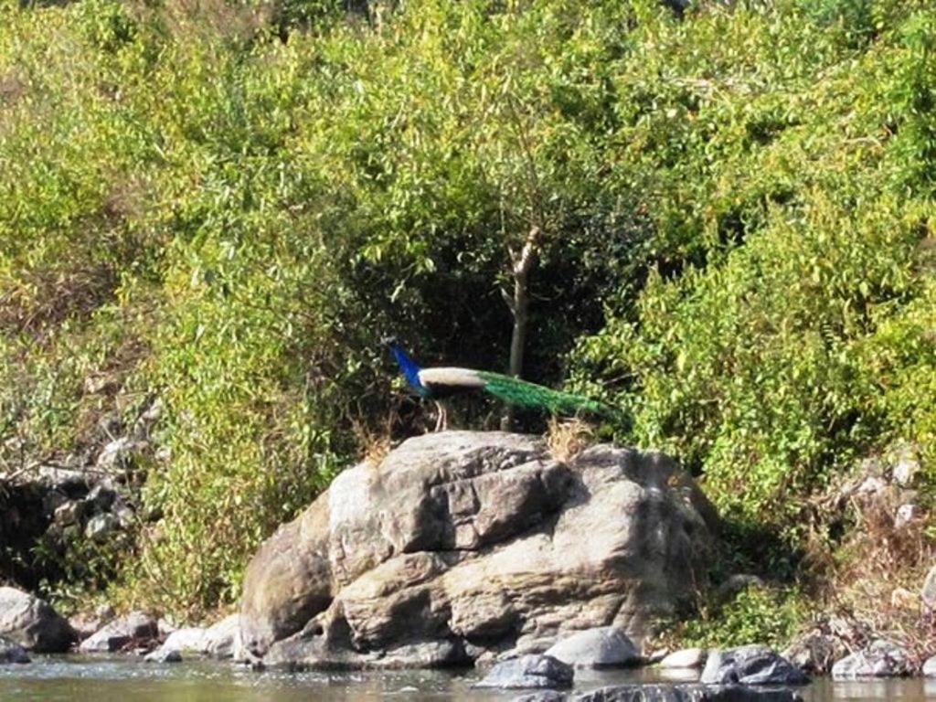 Elephant Brook Resort リシケーシュ エクステリア 写真